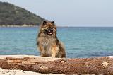 SPITZ ALLEMAND 213
